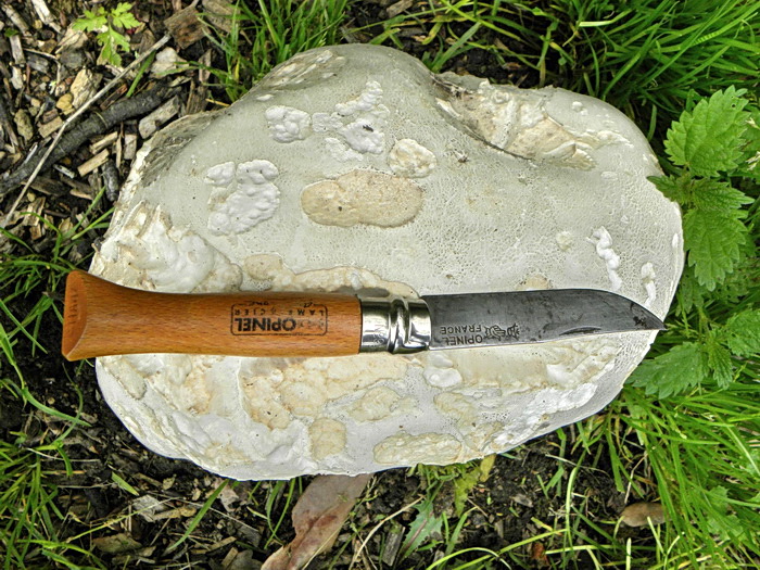 Gasteromicete inglese